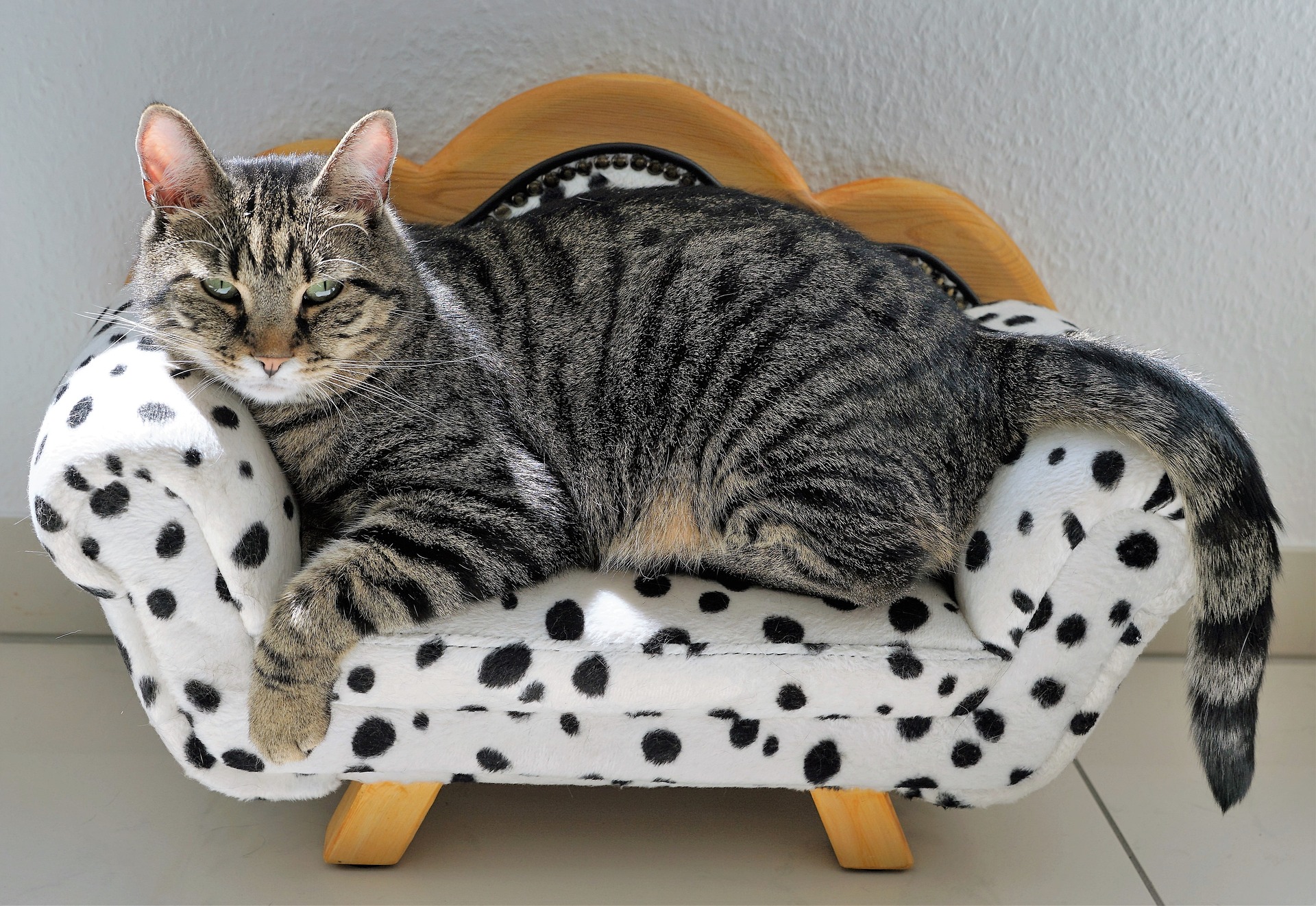 cat sitting on tiny sofa
