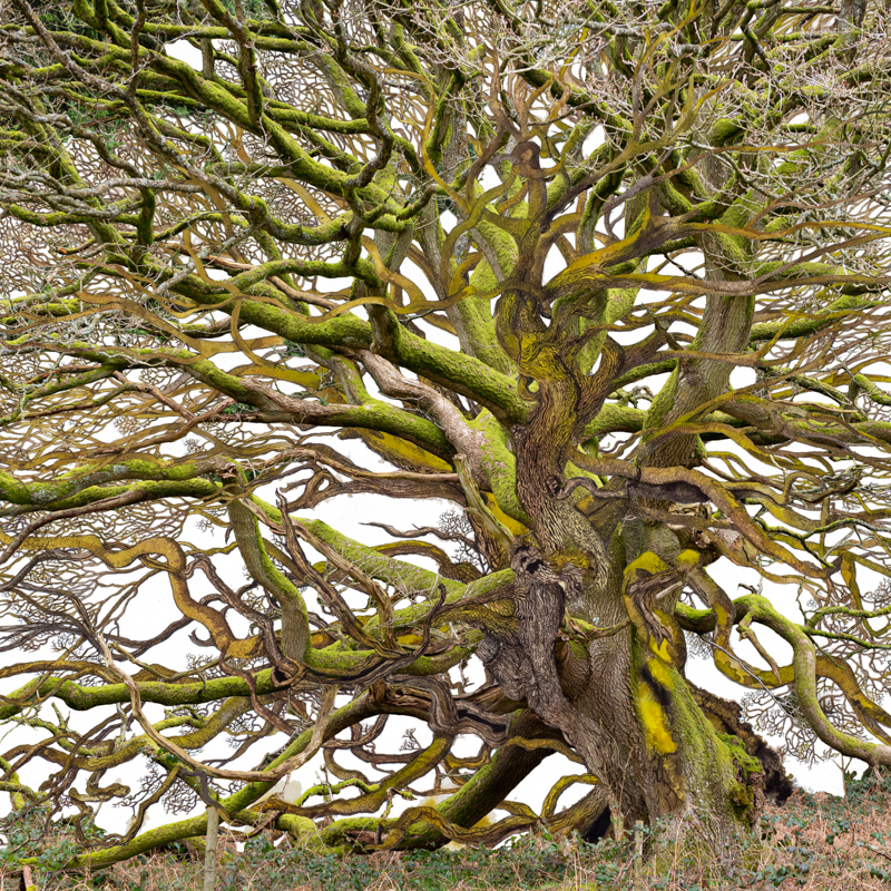 Continuum II-LElbroch Yellow House Dustan Knight