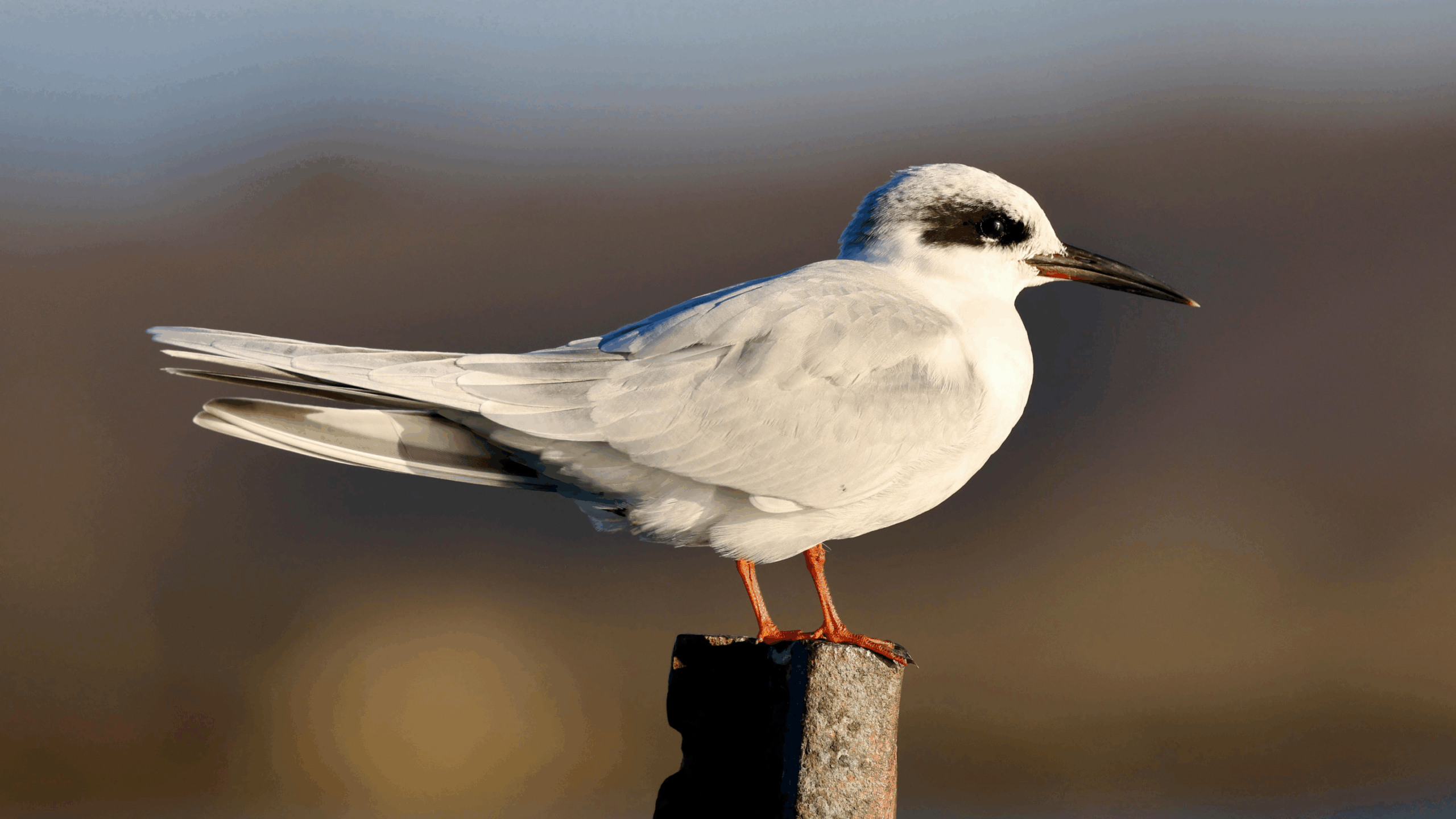 Tern Tern